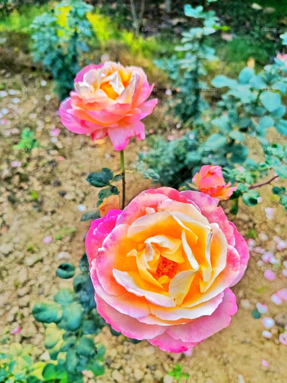 pink flowers is so beautiful