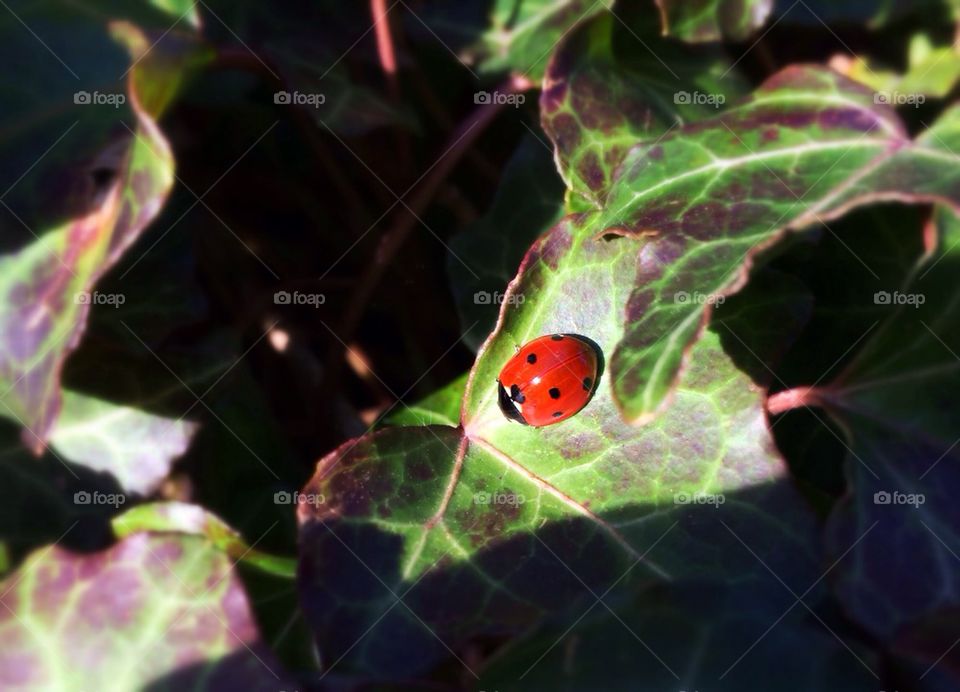 Ladybug