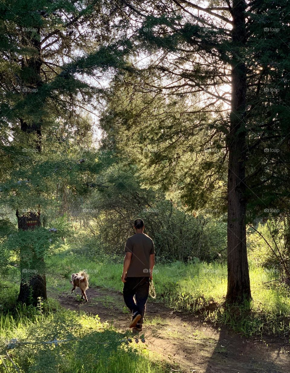 A man & his dog walk a woodland trail in the late afternoon sun