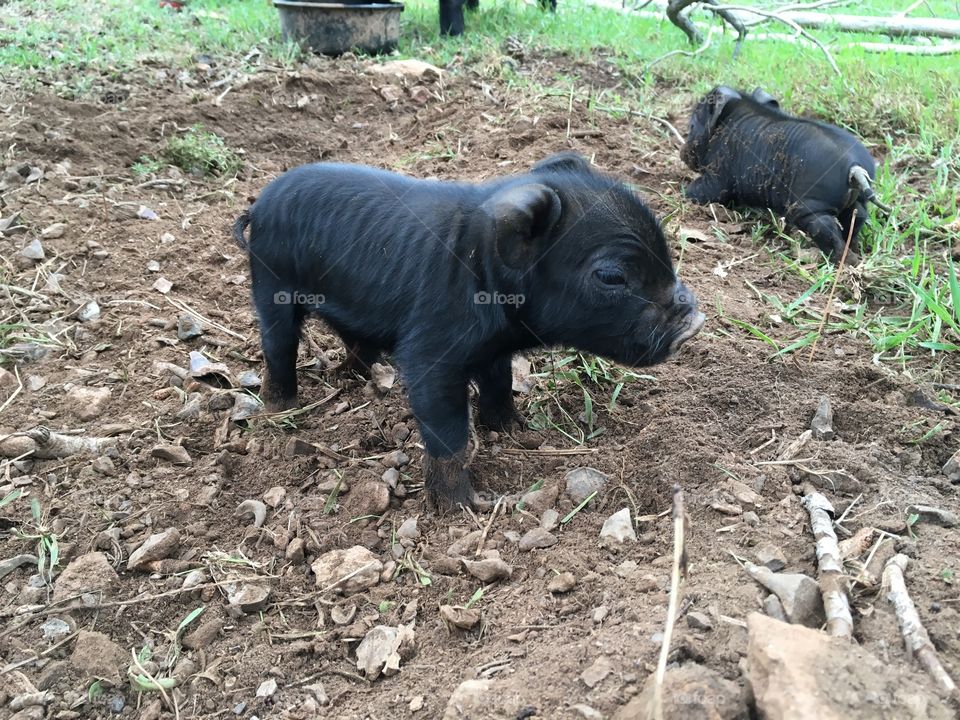 Little piglet