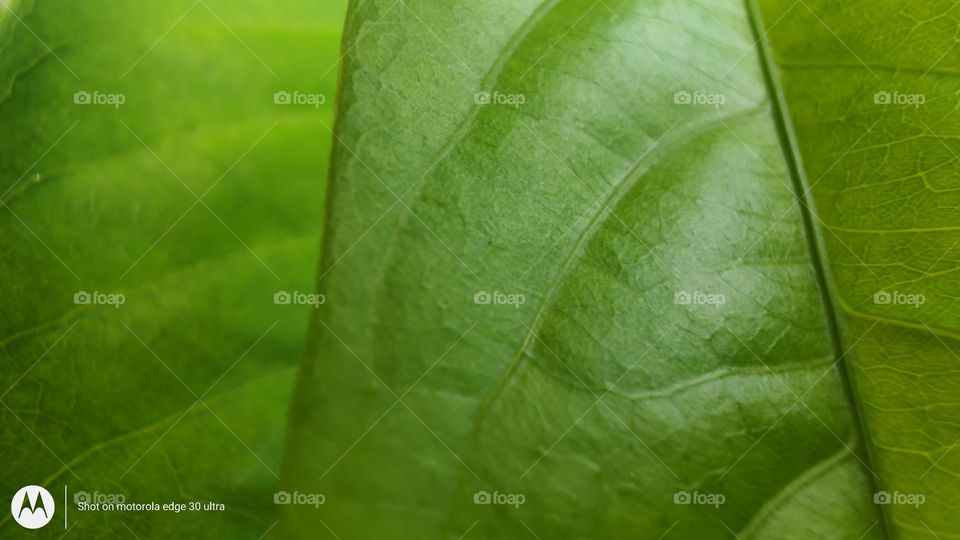 tree leaf.
