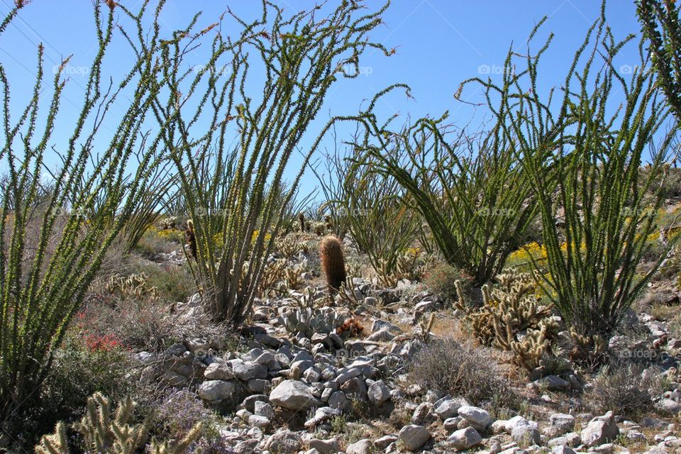 Brittle Bush Cacti