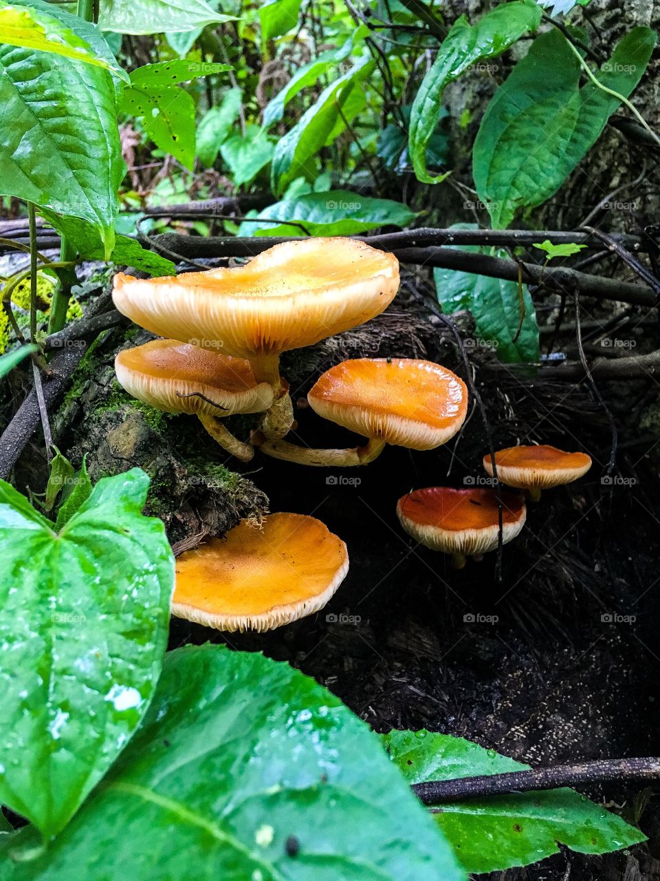 Mushrooms in South Florida forest 