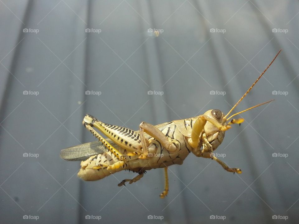 Locust or Grasshopper?