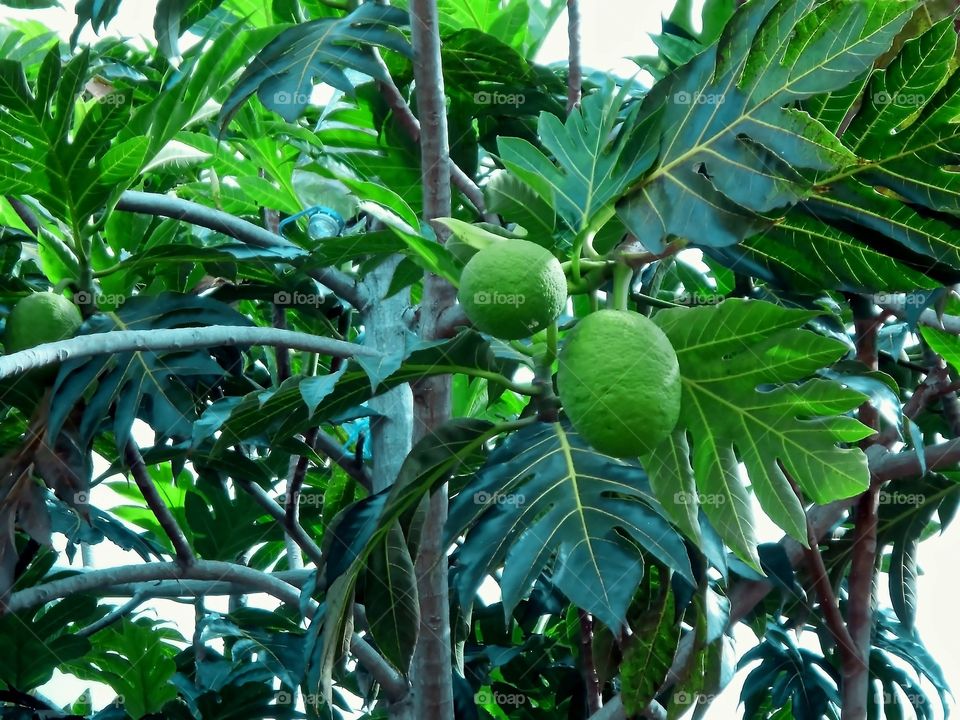 Breadfruit On Tree