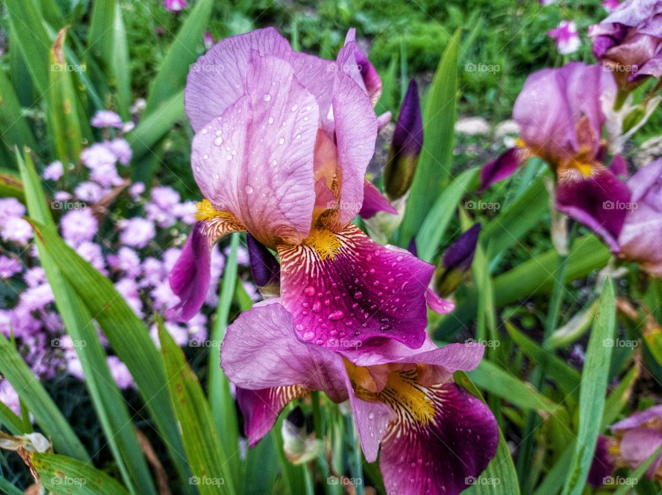 Irises after rain in the garden.