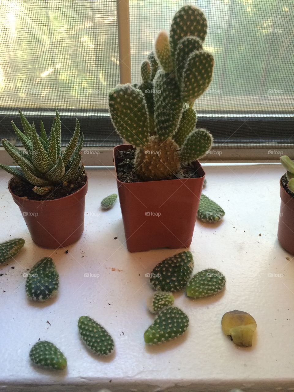 Dying cactus 