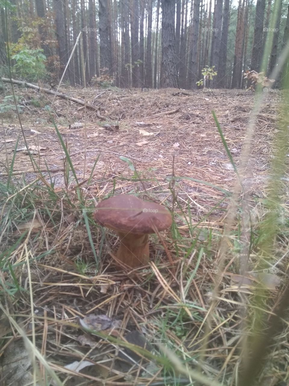 грибы в осеннем лесу