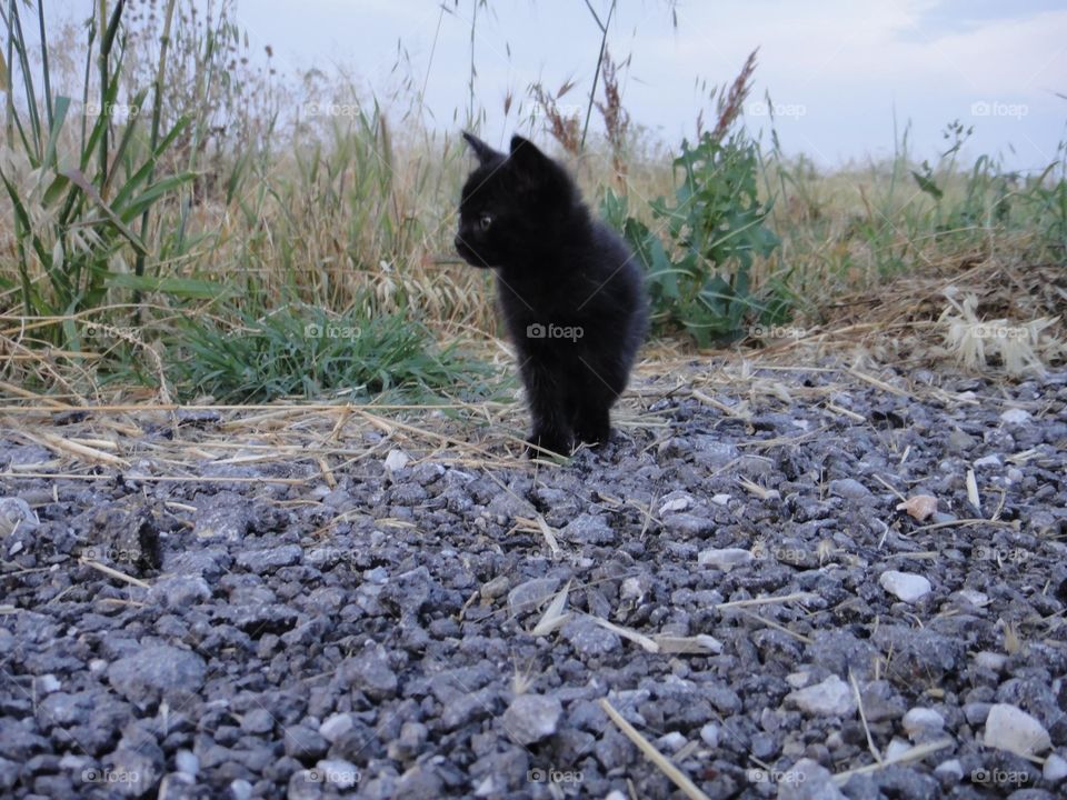 Little black cat playing outside