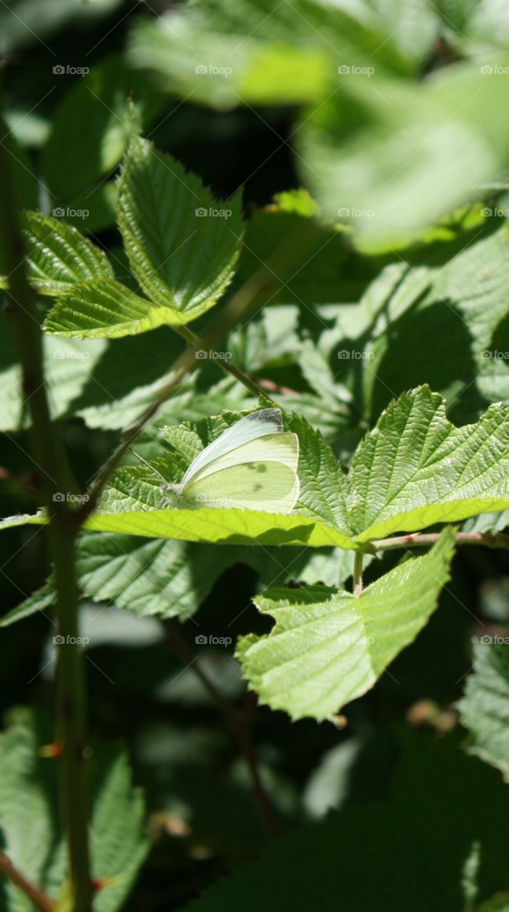 A lone white moth resting on a poison ivy leaf after a tiresome journey [original photo, cropped].