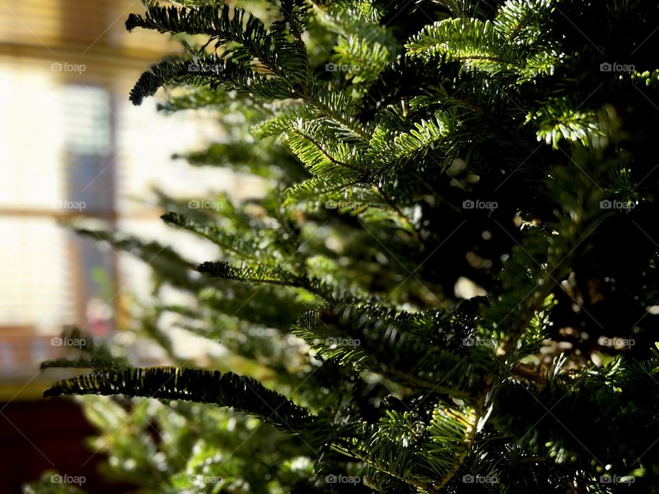 Afternoon sunlight fading on fir tree indoors by window