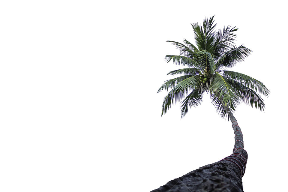 Isolated coconut trees on a white background with clipping path.