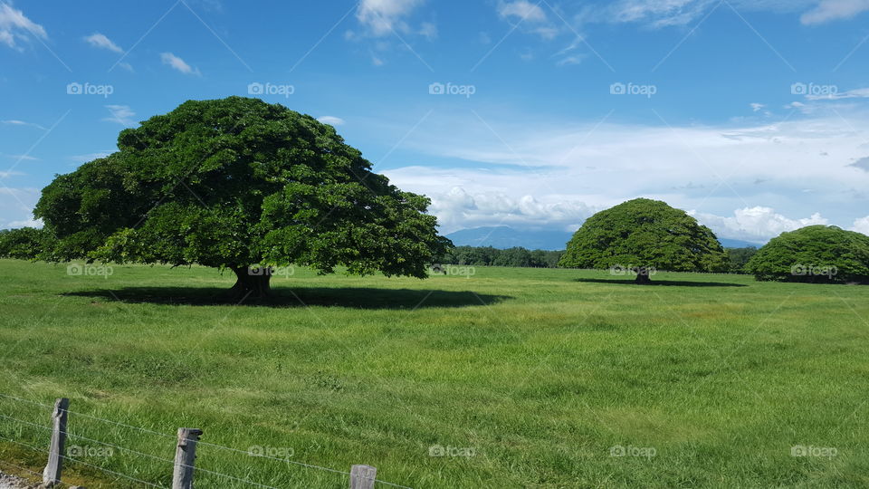 Guanacaste trees