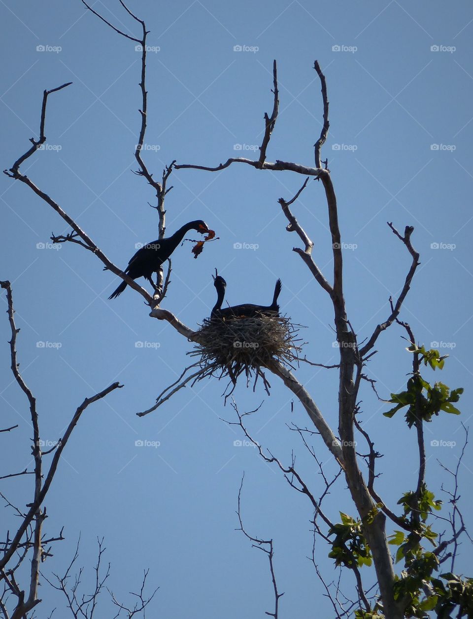 Cormorants building nest