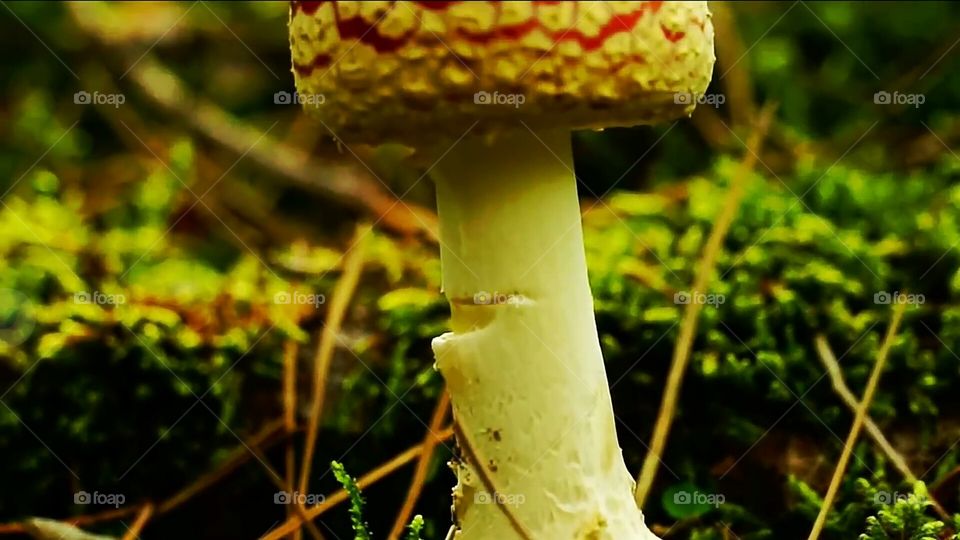 mushroom, bottom-mushroom, leafs, wooden, green colour,