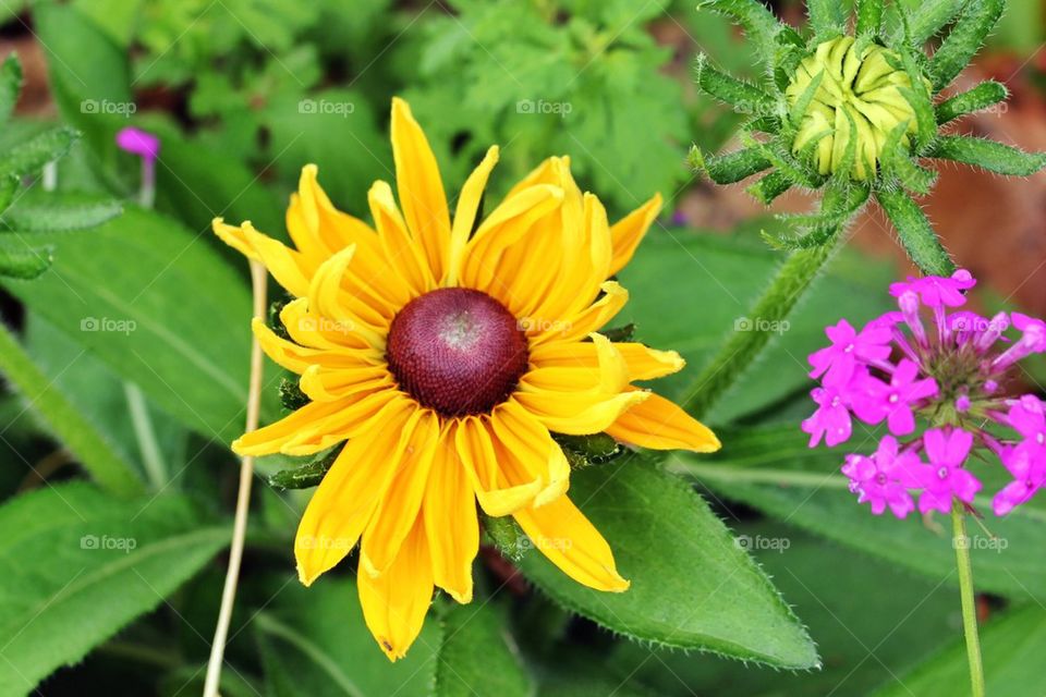 Yellow flower