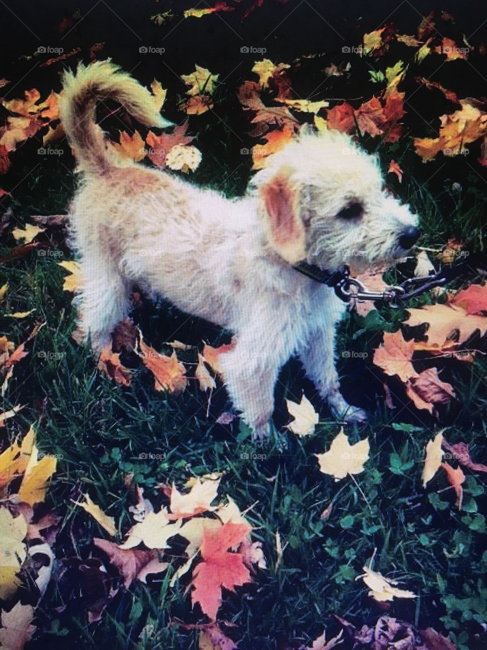 Autumn puppy.