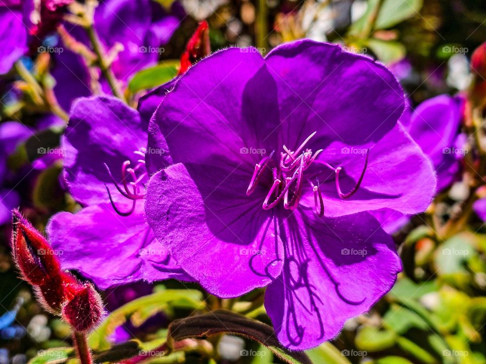 Beautiful purple  flower  blooming on a warm spring day in San Francisco urban city 