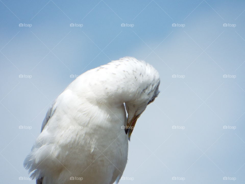 seagull  bird  cleaning