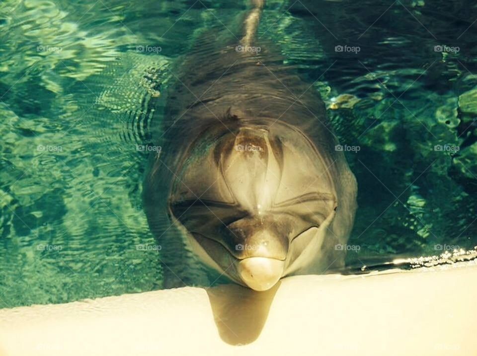 Dolphin saying hello!
