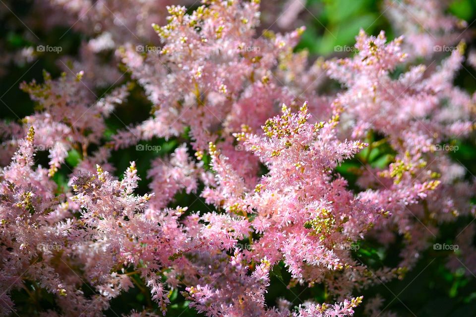 Pink Astilbe