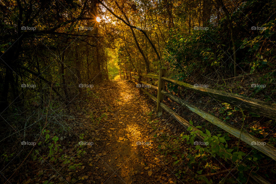 A wooded trail leads through a dark forest into the golden light of the morning sun. Early fall leaves cover the soft path along the old weathered wooden fence.