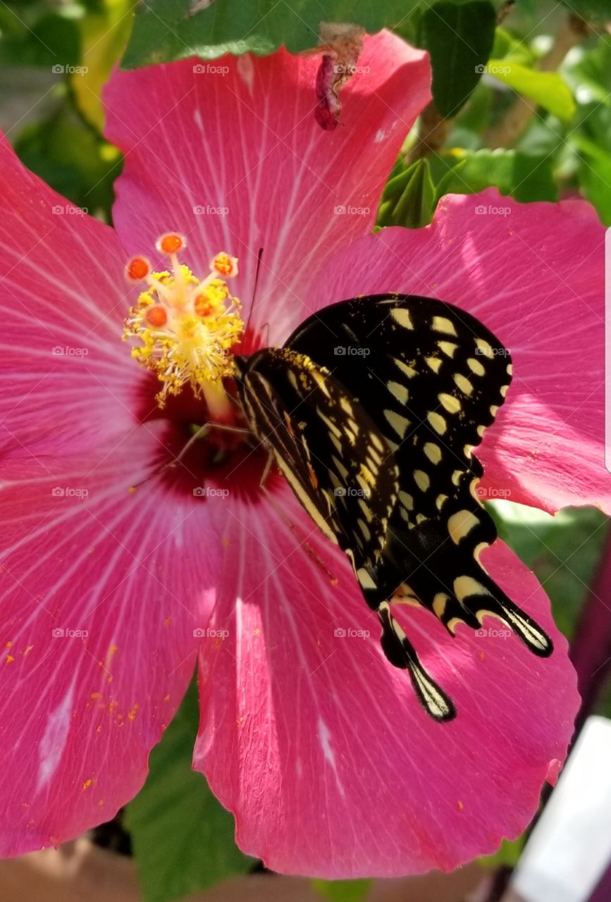 hibiscus and butterfly closeup