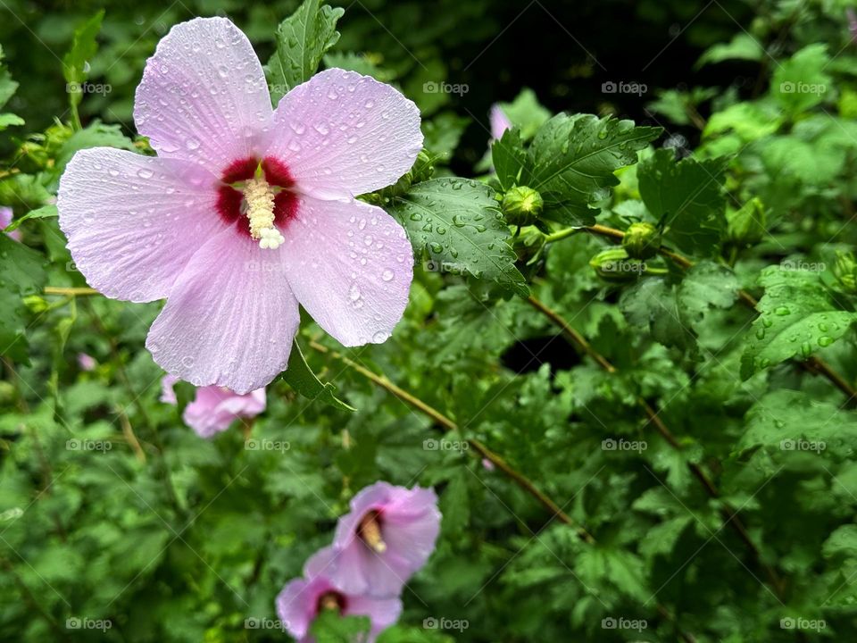 Hibiscus flowers after a rain