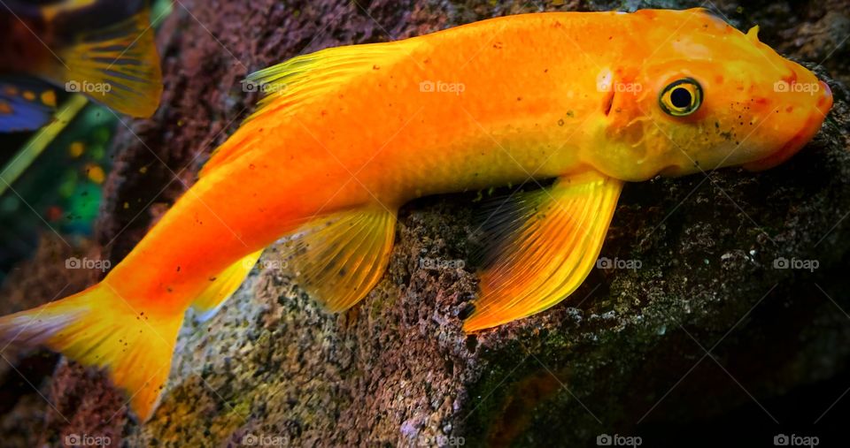 A type of plecostomus—taken in Hammond, Indiana 