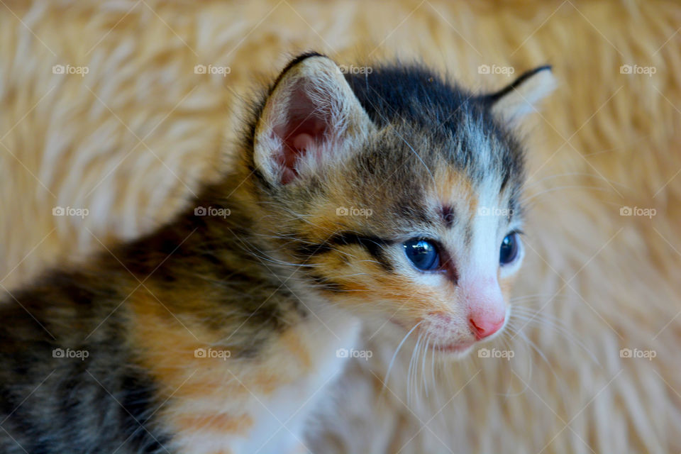 Kittens full of tenderness