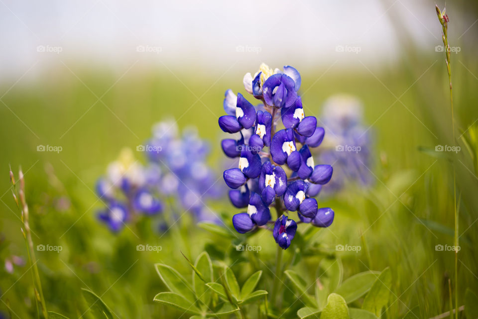 Texas Bluebonnets