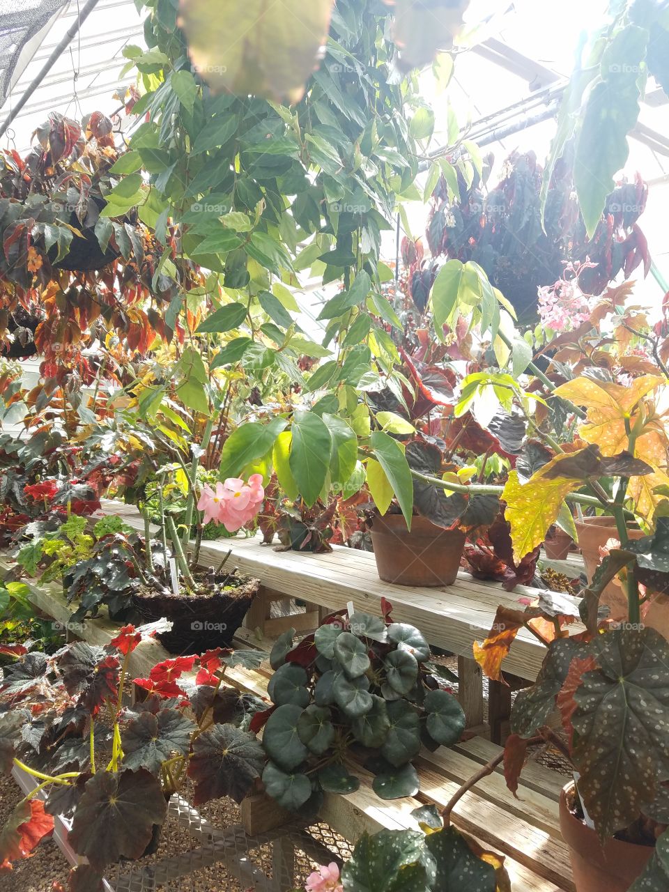 Planting Fields Arboretum State Park, Oyster Bay, NY - August 2017 - Taken on Android Phone - Galaxy S7 - Exploring the Grounds on a Lazy Sunday near the end of Summer