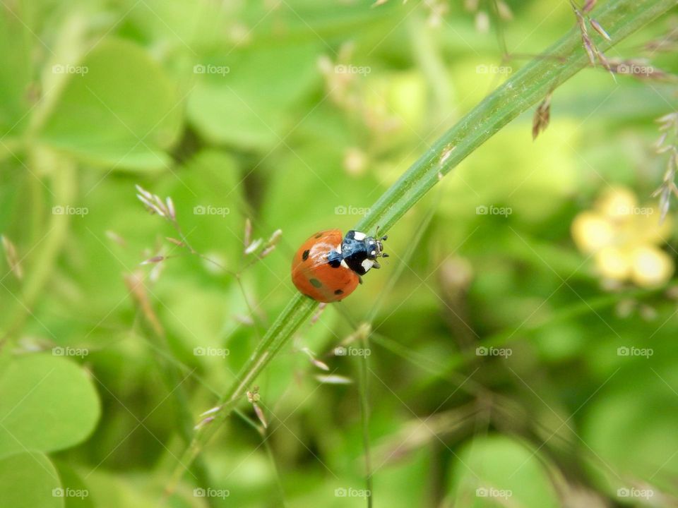 Red ladybug in green grass, macro insect 