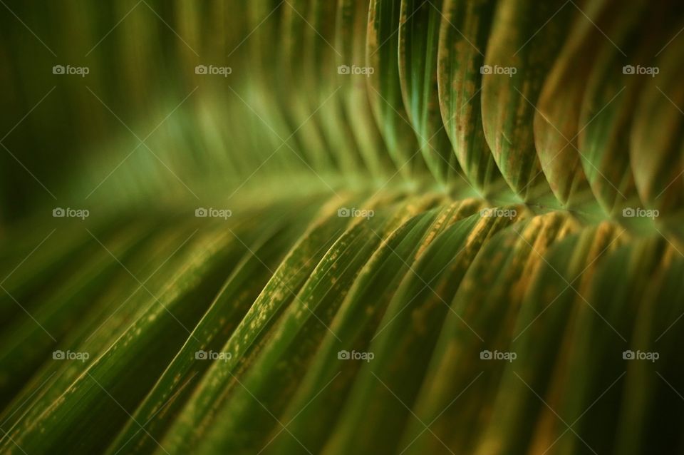 Palm Leaf