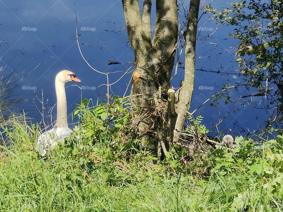 Lac Ariane - Swans