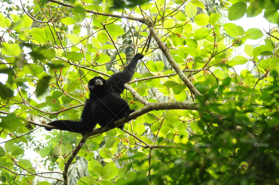 Lutung or monkey from Indonesia sit on the tree