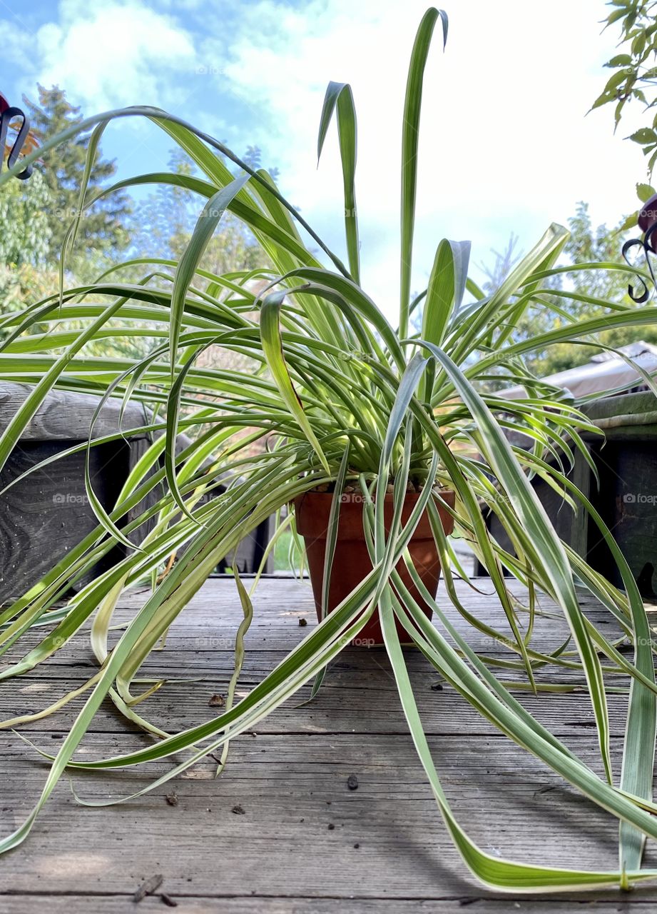 Spider plant photographed outside on wooden bridge