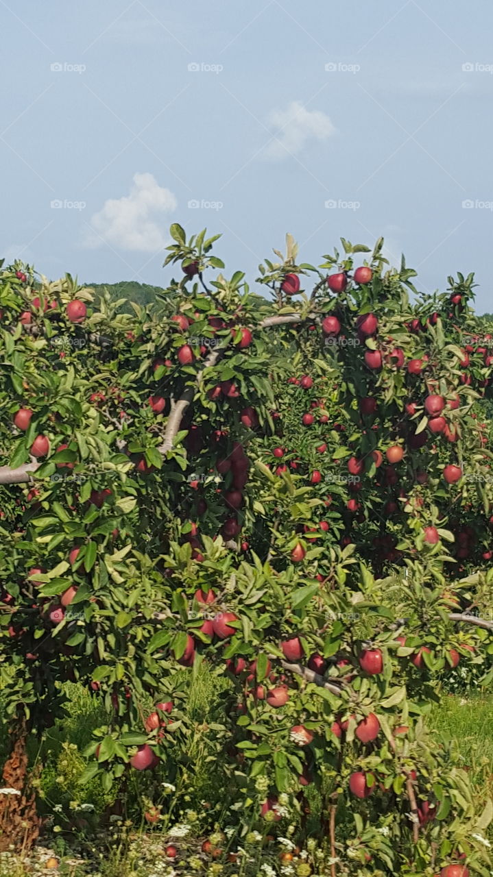 apple tree