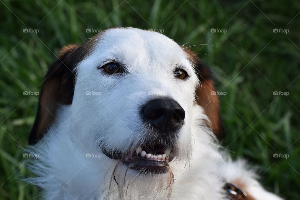 Cute dog enjoying summer afternoon 