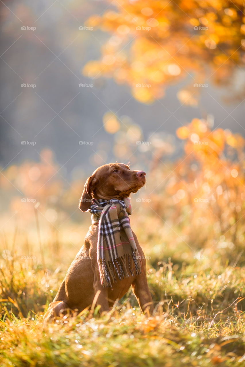 Hungarian Vizsla in wear at autumn park