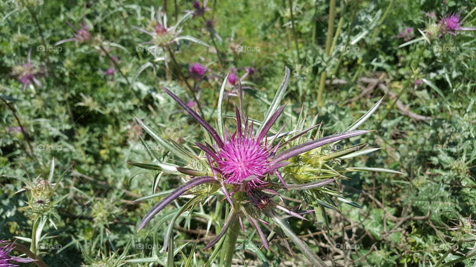 A Purple Flower