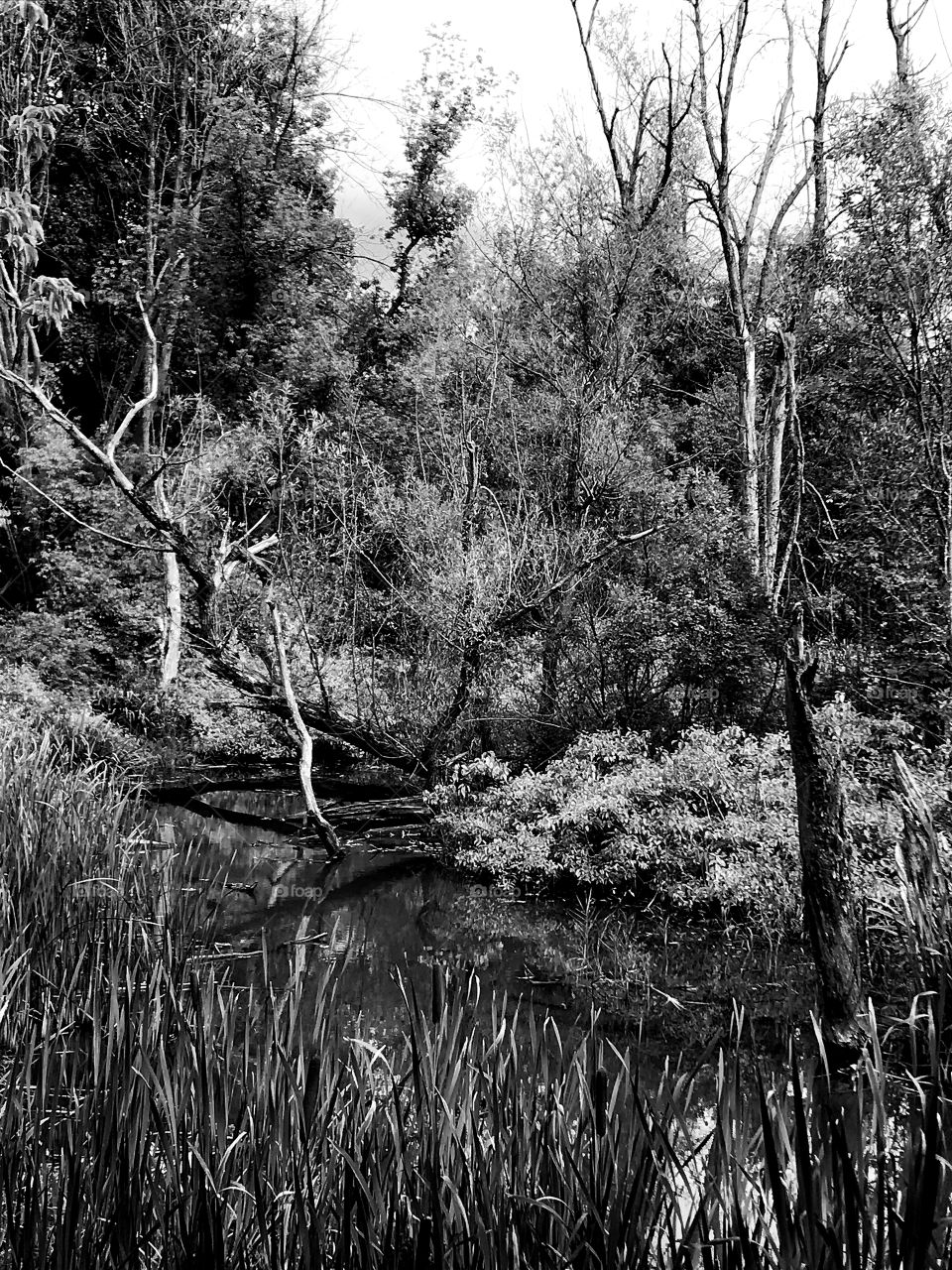 Swamp view b&w