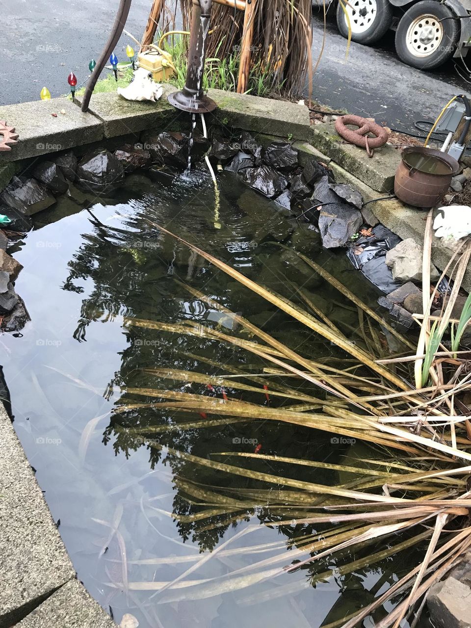 Pond with Red fishes