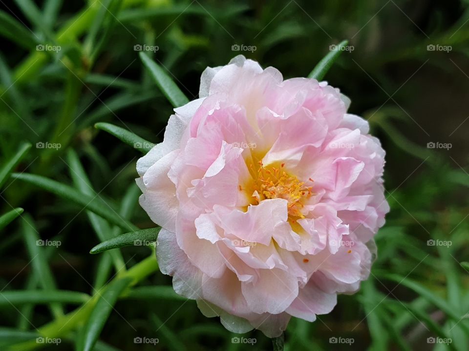  Portulaca Grandiflora or Moss-rose