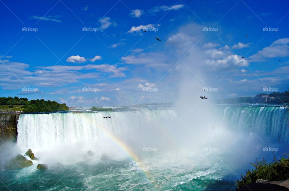 Birds flying through the waterfall