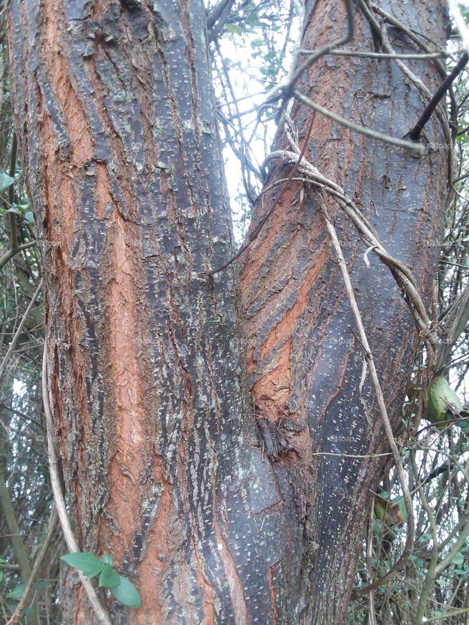 Alabama winter tree bark