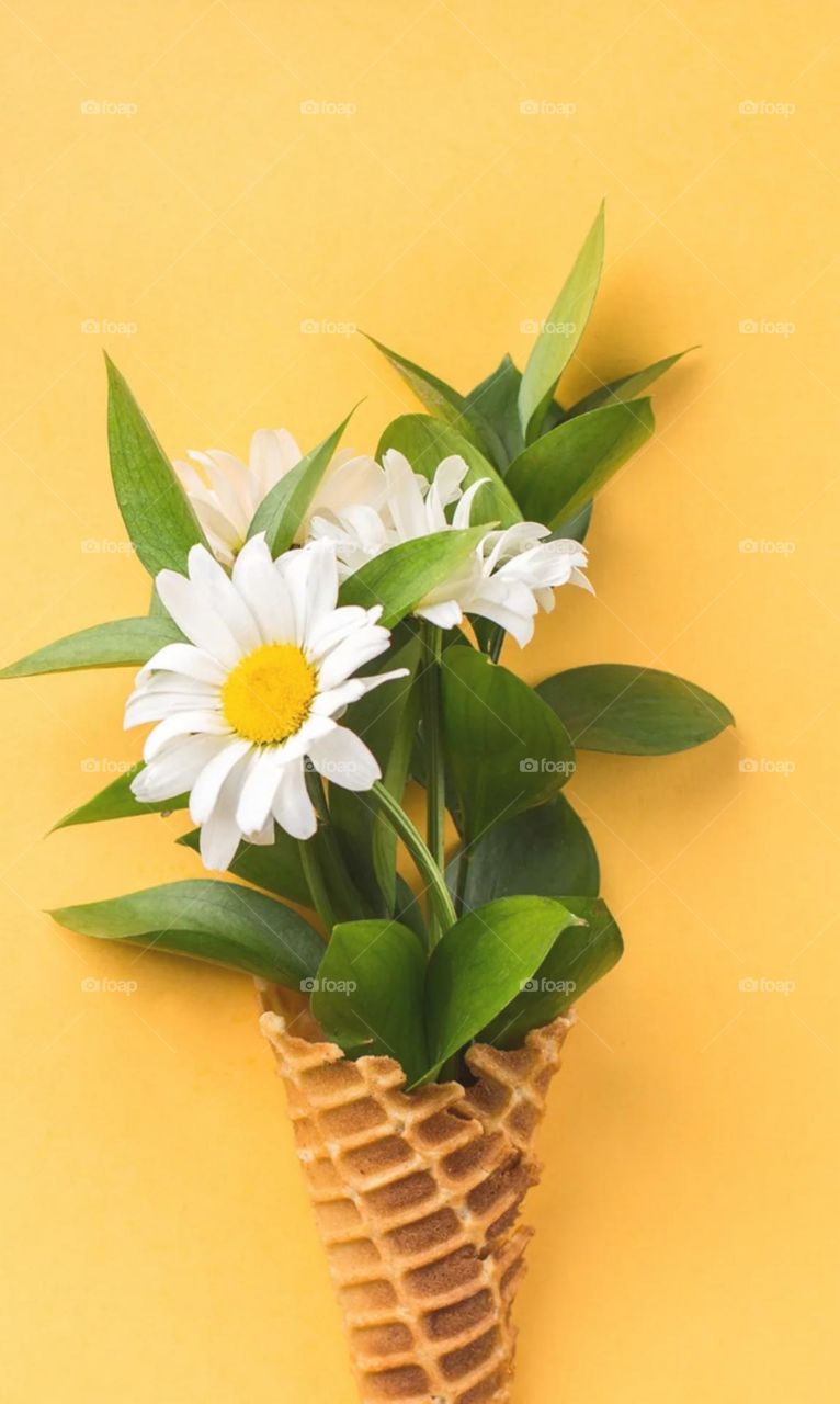 nice white flower adjust a coan and set a beautiful Design art work nice white flower and green leaf