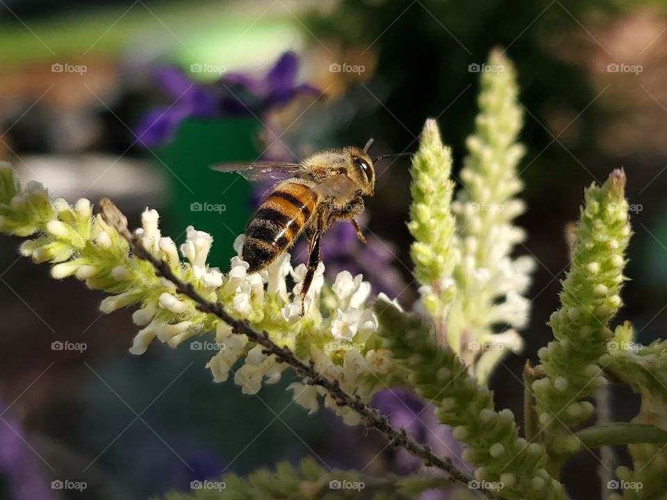 Flying bee landing on a sweet almond verbena flower