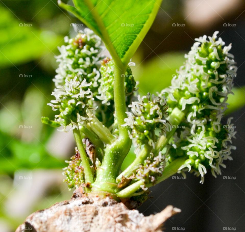 Mulberry fruit buds