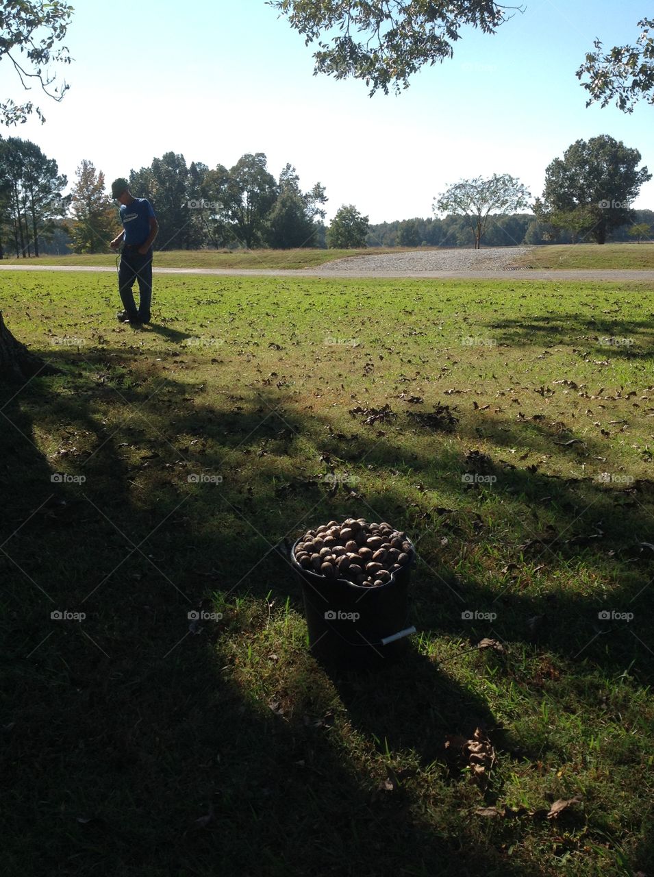 Man Picking up Pecans